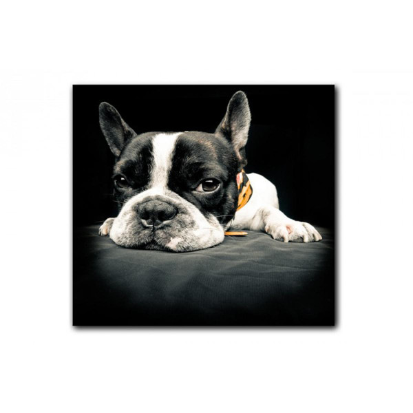 Tableau Animaux Chien Bulldog Relax 60X60 cm MALIKA Multicolore 3S. x Home Meuble & Déco