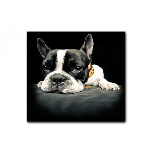 3S. x Home - Tableau Animaux Chien Bulldog Relax 50X50 cm - Sélection cadeau de Noël La déco