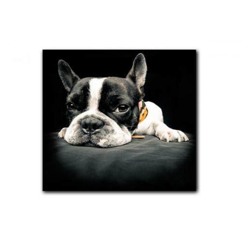 3S. x Home - Tableau Animaux Chien Bulldog Relax 60X60 cm - Tableau, toile