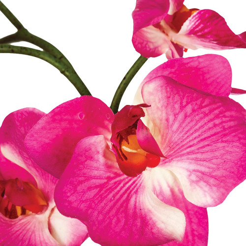 Composition orchidée en vase H46 3S. x Home