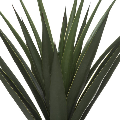 Yucca H 130 3S. x Home